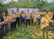 4 Ton Jagung Dipanen di Tapung, Polisi Tegaskan Komitmen Kawal Swasembada Pangan