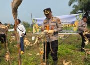 1,5 Hektare Jagung Dipanen, Polisi Pastikan Petani Terus Produktif