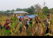 Kapolsek Kampar Turun ke Kebun Dukung Swasembada Pangan