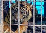 Mangsa Kambing Warga di Agam, Harimau Sumatra Masuk Kandang Jebak BKSDA 
