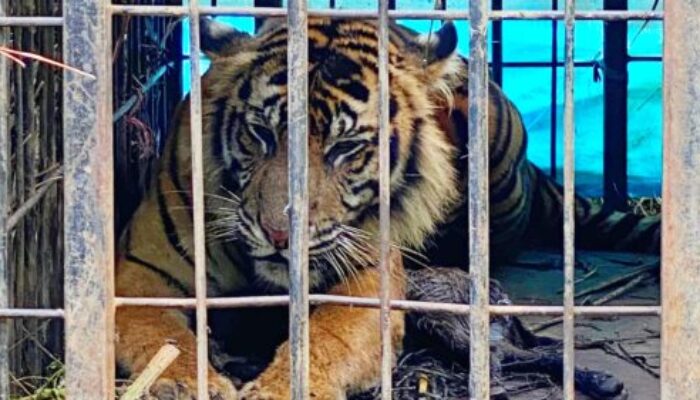 Mangsa Kambing Warga di Agam, Harimau Sumatra Masuk Kandang Jebak BKSDA 