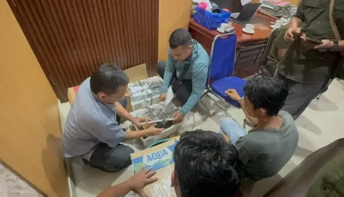 25 Beo Mentawai Ditemukan dalam Kardus di Truk, 2 Orang Ditangkap