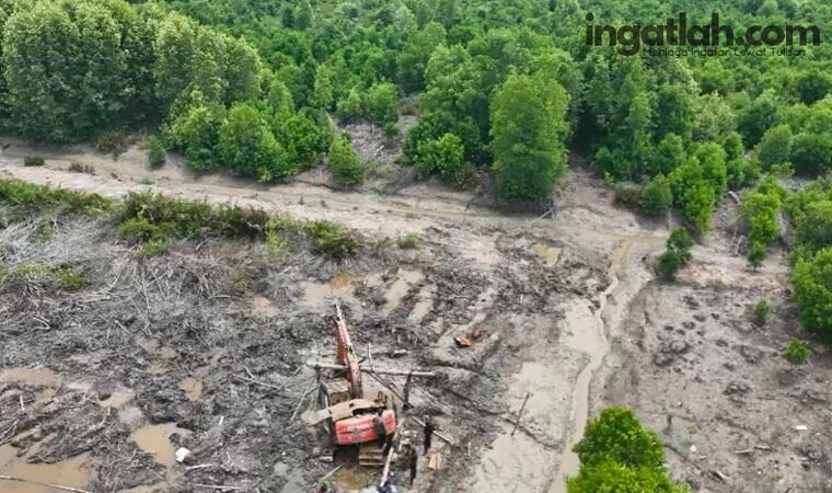 Polda Riau Bongkar Perambahan 111,77 Hektare Mangrove Dumai, Pria Lansia Jadi Tersangka