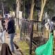 Pelaku Penganiayaan di RTH Tunjuk Ajar Pekanbaru Ditangkap, Korban Alami Luka dan Lebam