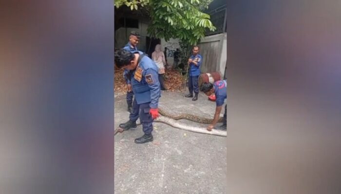 Sempat Terkurung Beton, Dua Ular Sanca 4 Meter Dievakuasi Damkar Pekanbaru
