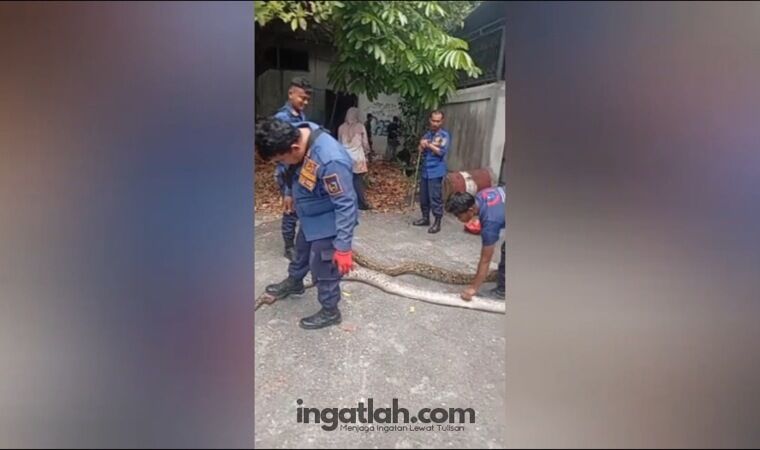 Sempat Terkurung Beton, Dua Ular Sanca 4 Meter Dievakuasi Damkar Pekanbaru