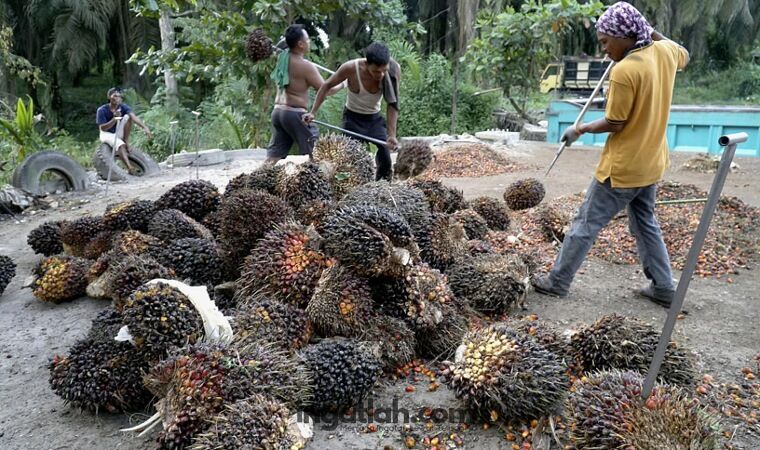 Harga TBS Sawit Mitra Plasma Riau Pekan Ini Turun, Ini Rinciannya
