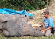 Kabar Duka dari PLG Minas, Gajah Jinak Diego Mati di Usia 17 Tahun