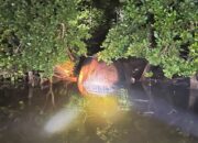 Desa Bente Inhil Gempar Dengan Penemuan Bangkai Mamalia Laut Berukuran Raksasa
