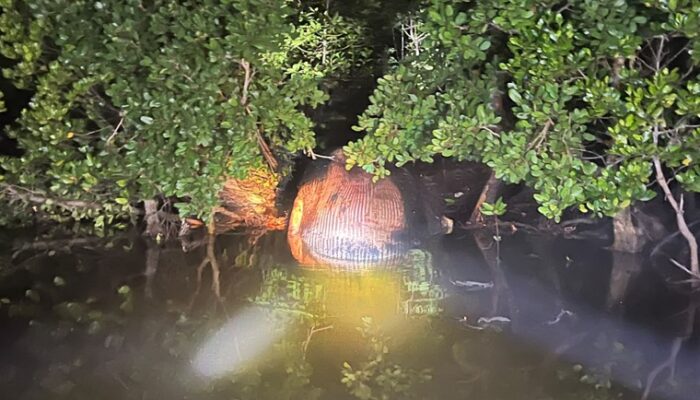 Desa Bente Inhil Gempar Dengan Penemuan Bangkai Mamalia Laut Berukuran Raksasa