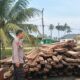 Terbongkar! 10 Ton Kayu Tanpa Dokumen Disita Polisi di Sinaboi Rohil