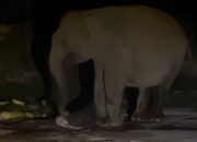 Kabar Bahagia dari Tesso Nilo, Anak Gajah Sumatera Lahir Selamat