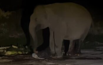 Kabar Bahagia dari Tesso Nilo, Anak Gajah Sumatera Lahir Selamat