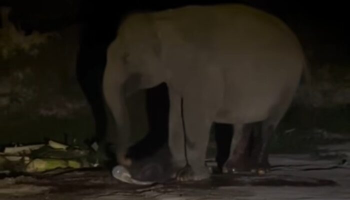 Kabar Bahagia dari Tesso Nilo, Anak Gajah Sumatera Lahir Selamat