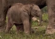 Ternyata Bayi Gajah yang Lahir di Tesso Nilo Berjenis Kelamin Jantan
