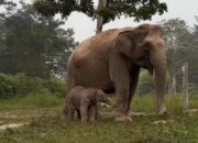 Ternyata Induk Bayi Gajah di Tesso Nilo Bernama Lisa, Usianya 45 Tahun