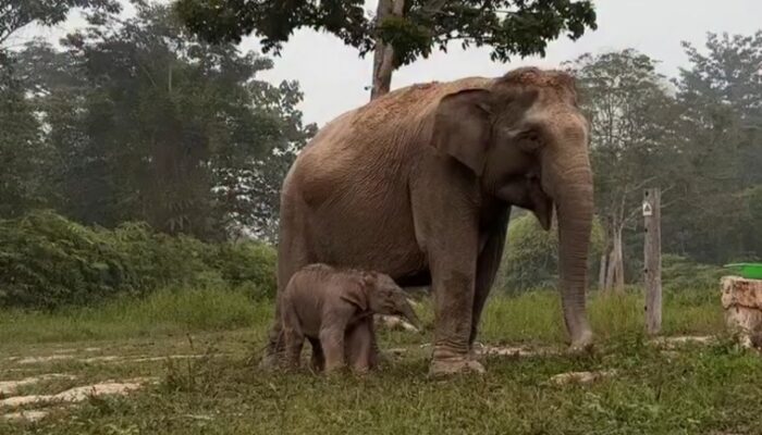 Ternyata Induk Bayi Gajah di Tesso Nilo Bernama Lisa, Usianya 45 Tahun