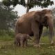 Ternyata Induk Bayi Gajah di Tesso Nilo Bernama Lisa, Usianya 45 Tahun