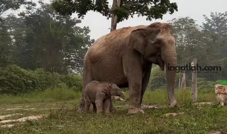 Ternyata Induk Bayi Gajah di Tesso Nilo Bernama Lisa, Usianya 45 Tahun