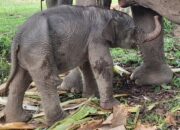 Lahir Sehat di TNTN Pelalawan, Anak Gajah Lisa Kini Bernama Ganesa