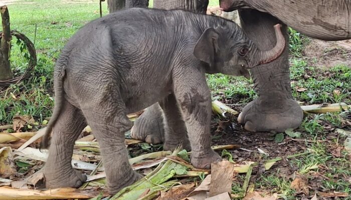 Lahir Sehat di TNTN Pelalawan, Anak Gajah Lisa Kini Bernama Ganesa