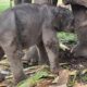 Lahir Sehat di TNTN Pelalawan, Anak Gajah Lisa Kini Bernama Ganesa