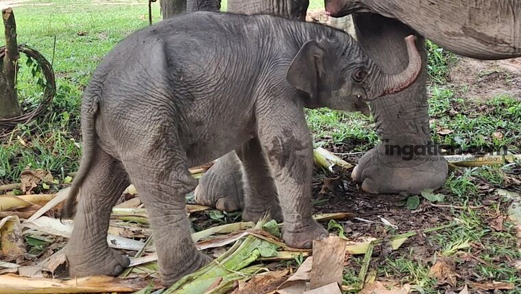 Lahir Sehat di TNTN Pelalawan, Anak Gajah Lisa Kini Bernama Ganesa