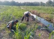 Polsek Batu Hampar Turun ke Lahan, Ketahanan Pangan Sungai Sialang Dikawal