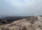 Buka Lahan 270 Hektare di Kawasan Konservasi di Bengkalis, Pria 76 Tahun Jadi Tersangka