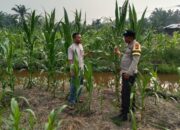 Jelang Panen, Bhabinkamtibmas Cek Tanaman Jagung Program Ketahanan Pangan di Rohil