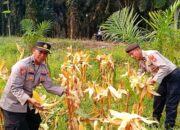 92 Hari Ditanam, Jagung BISI II di Tapung Dipanen 8 Ton