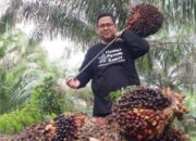 Kembali Naik, Segini Harga TBS Sawit di Riau Pekan Ini