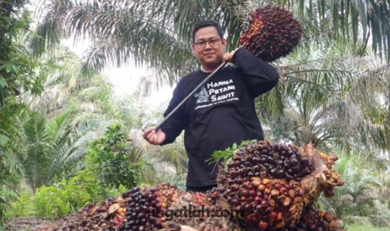Kembali Naik, Segini Harga TBS Sawit di Riau Pekan Ini