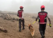 Banjir Bandang Solok, Polda Sumbar Turunkan Anjing Pelacak untuk Cari Korban