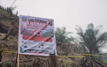 Usai Karhutla, Lahan Hutan di Dharmasraya Ditemukan Ditanami Kelapa Sawit