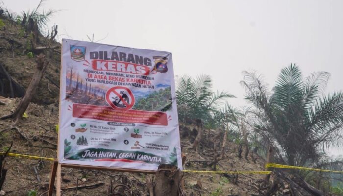 Usai Karhutla, Lahan Hutan di Dharmasraya Ditemukan Ditanami Kelapa Sawit