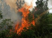 Hari Ini Hotspot Sumatera Tembus 3.663 Titik, Riau Bertambah Jadi Empat
