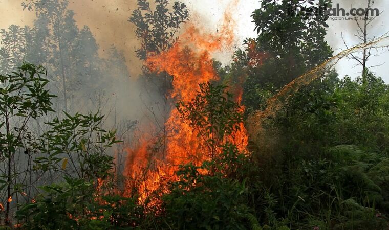 Hari Ini Hotspot Sumatera Tembus 3.663 Titik, Riau Bertambah Jadi Empat