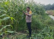 2 Hektare Jagung Dipantau Jelang Panen, Polsek Batu Hampar Kawal Program Ketahanan Pangan