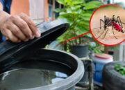 745 Kasus DBD Terjadi di Pekanbaru, Warga Diminta Gencarkan 3M Plus