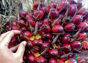 Harga TBS Sawit Riau Periode 7-13 Oktober Turun, Ini Daftarnya