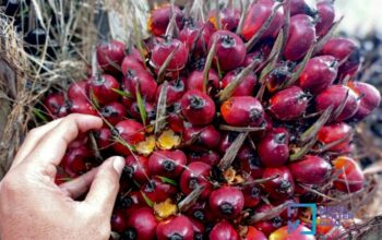 Harga TBS Sawit Riau Periode 7-13 Oktober Turun, Ini Daftarnya