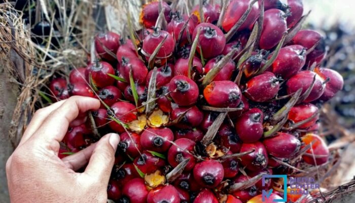 Harga TBS Sawit Riau Periode 7-13 Oktober Turun, Ini Daftarnya