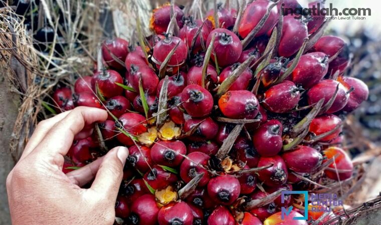 Harga TBS Sawit Riau Periode 7-13 Oktober Turun, Ini Daftarnya