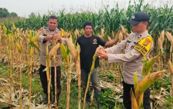 Usia 100 Hari, Jagung 0,5 Hektare Milik Polsek Payung Sekaki Tumbuh Subur