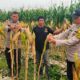 Usia 100 Hari, Jagung 0,5 Hektare Milik Polsek Payung Sekaki Tumbuh Subur