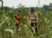 Jelang Panen, Jajaran Polsek Batu Hampar Pantau Pertumbuhan Jagung