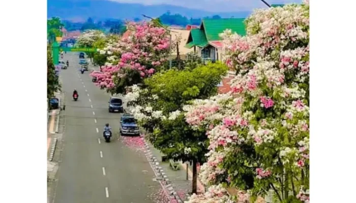Tabebuya Bermekaran di Padang Panjang, Jalan Soekarno Hatta Serasa di Jepang